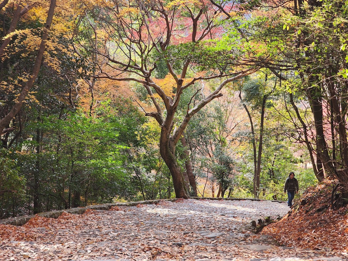 Arashiyama Park Kameyama Area 4