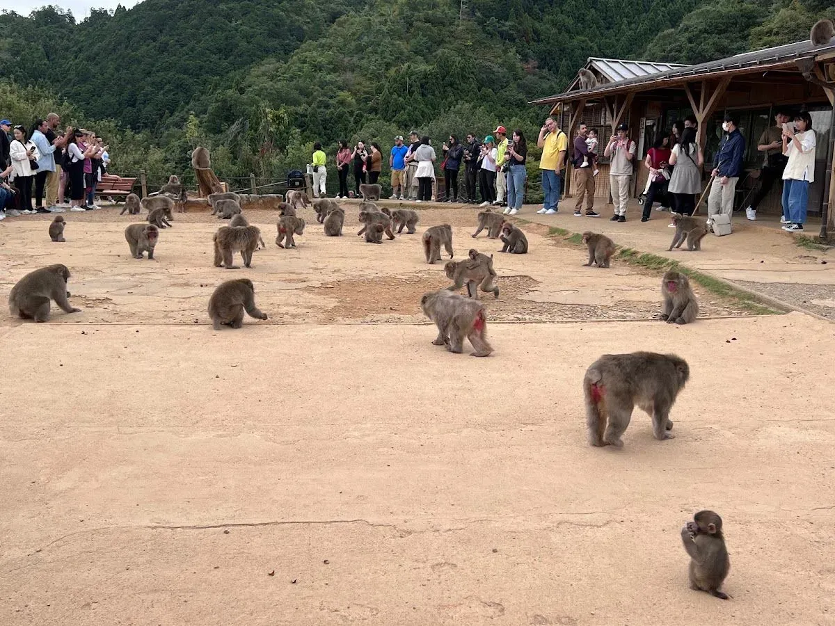 Arashiyama Monkey Park Iwatayama