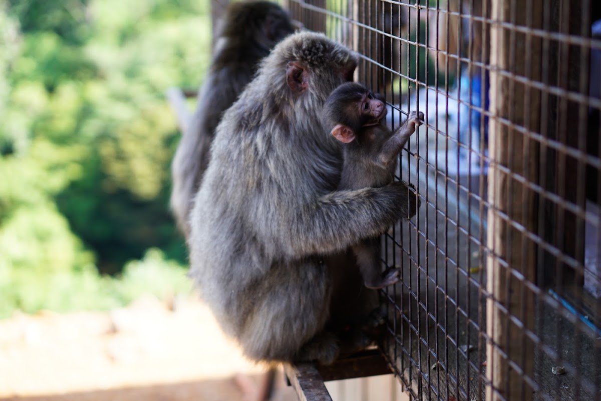 Arashiyama Monkey Park Iwatayama 2