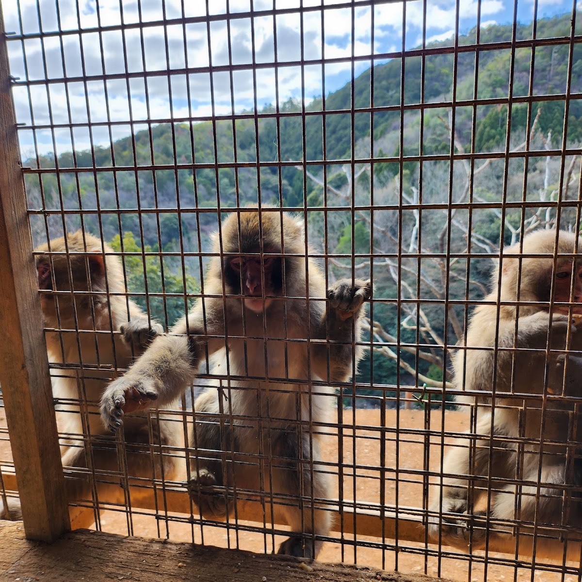 Arashiyama Monkey Park Iwatayama 4