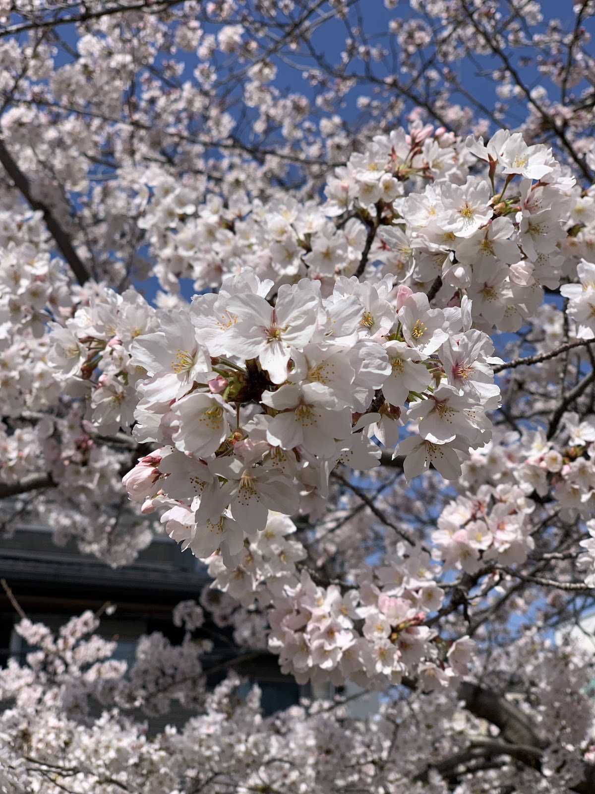 Nijō Park 4