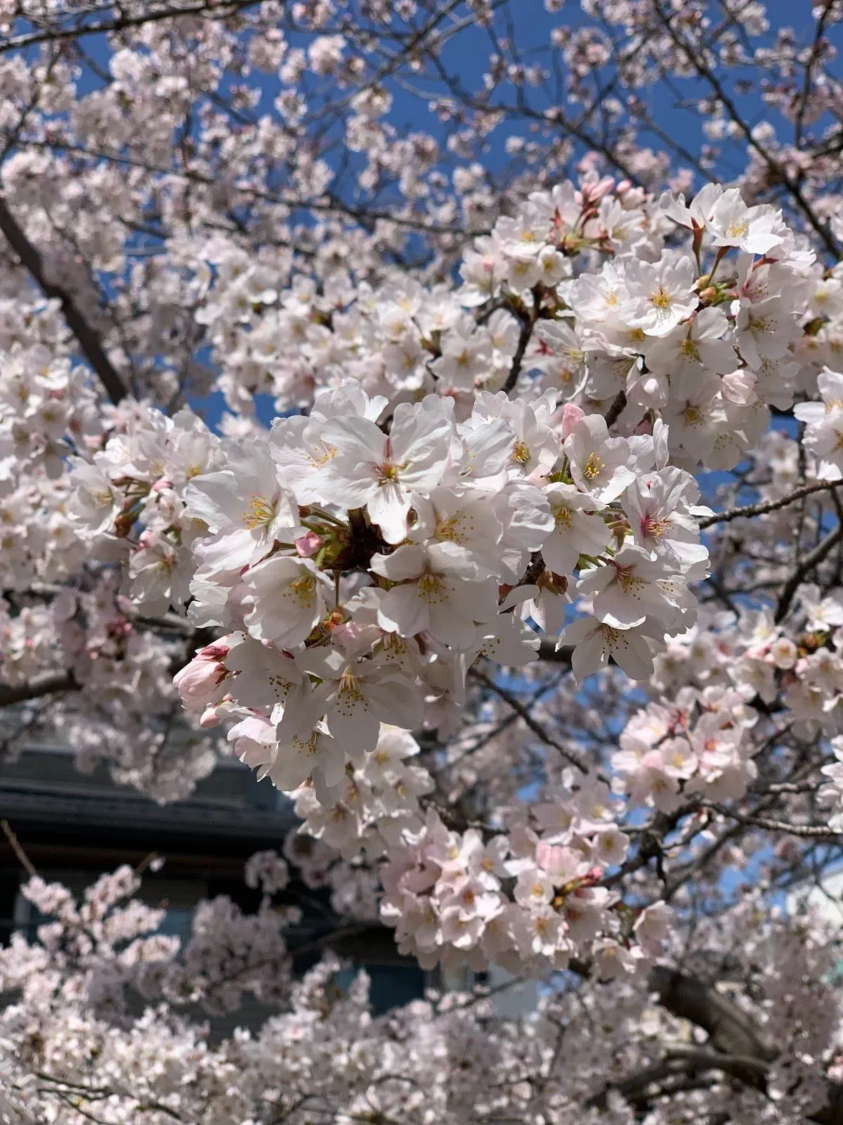 Nijō Park 4