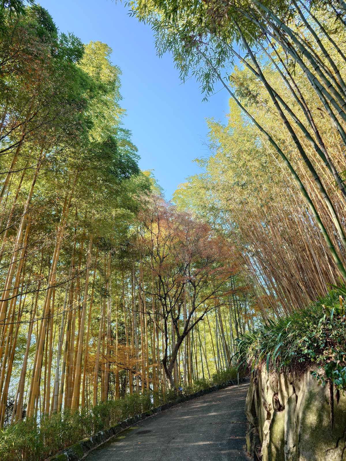 Kyoto City Rakusai Bamboo Park 2