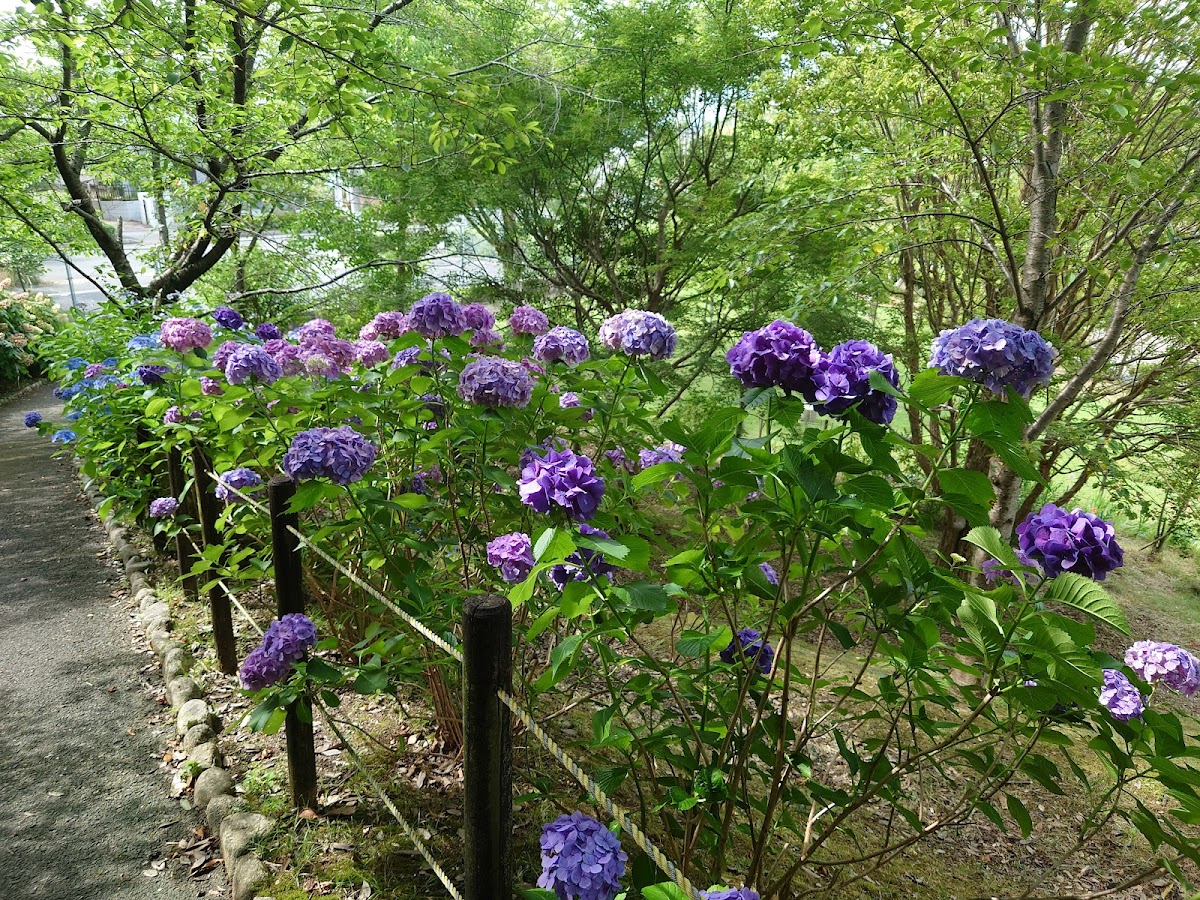 Sakyo-no-mori 4
