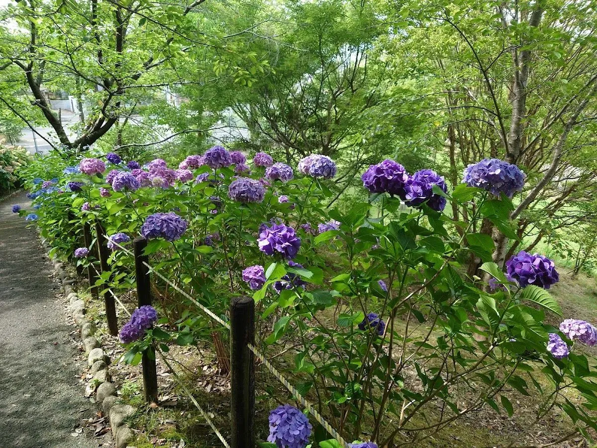 Sakyo-no-mori 4