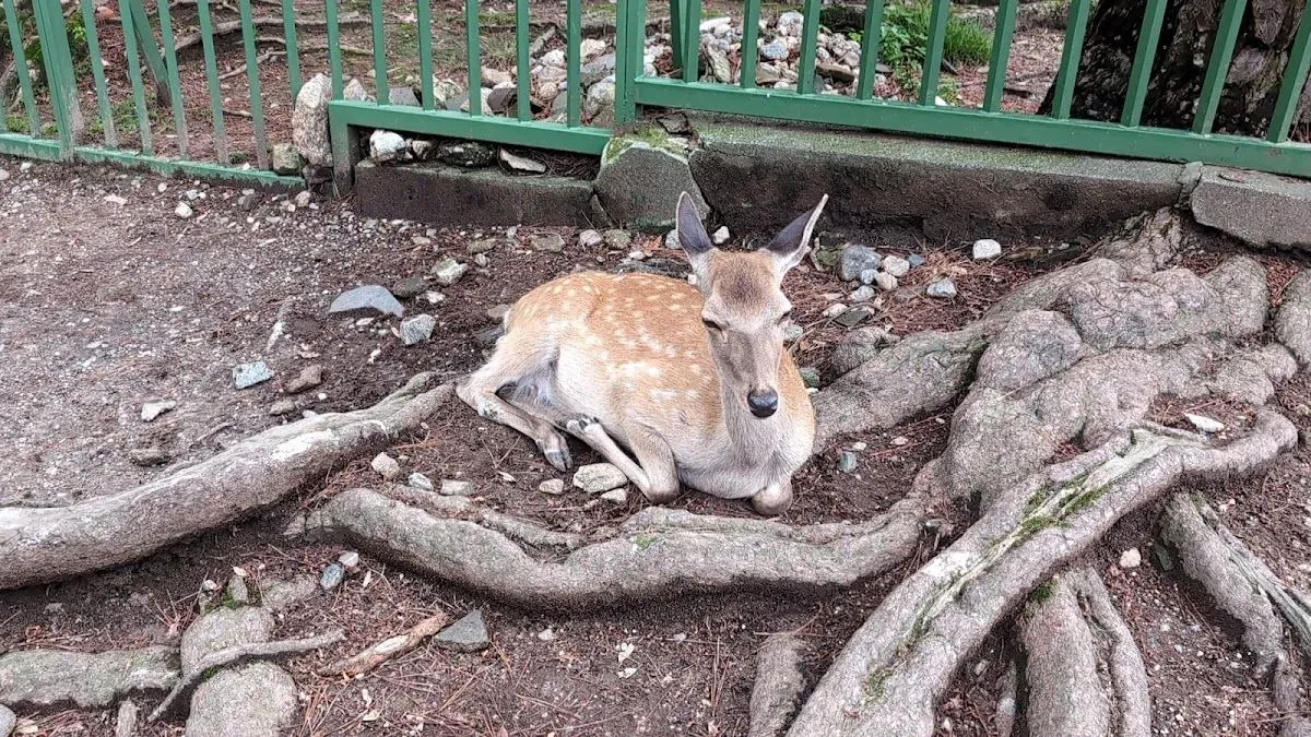 奈良公園 石碑
