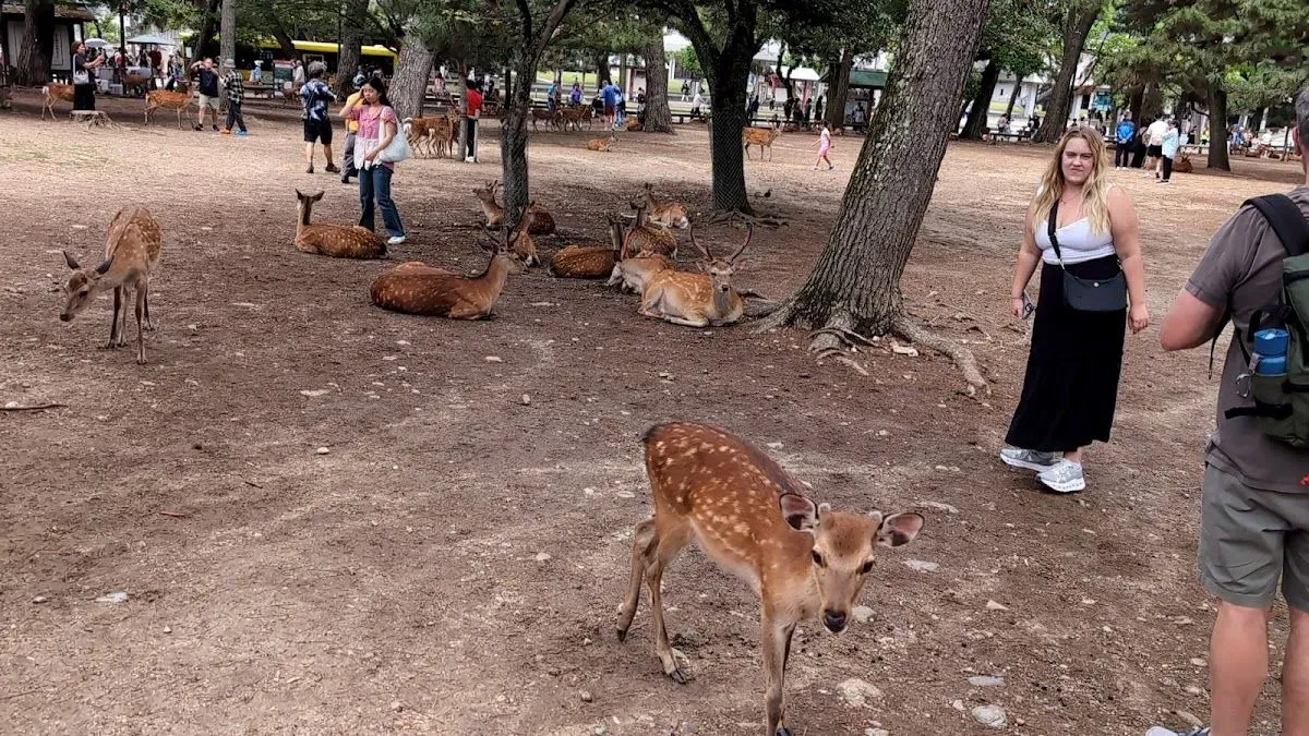 奈良公園 石碑 2