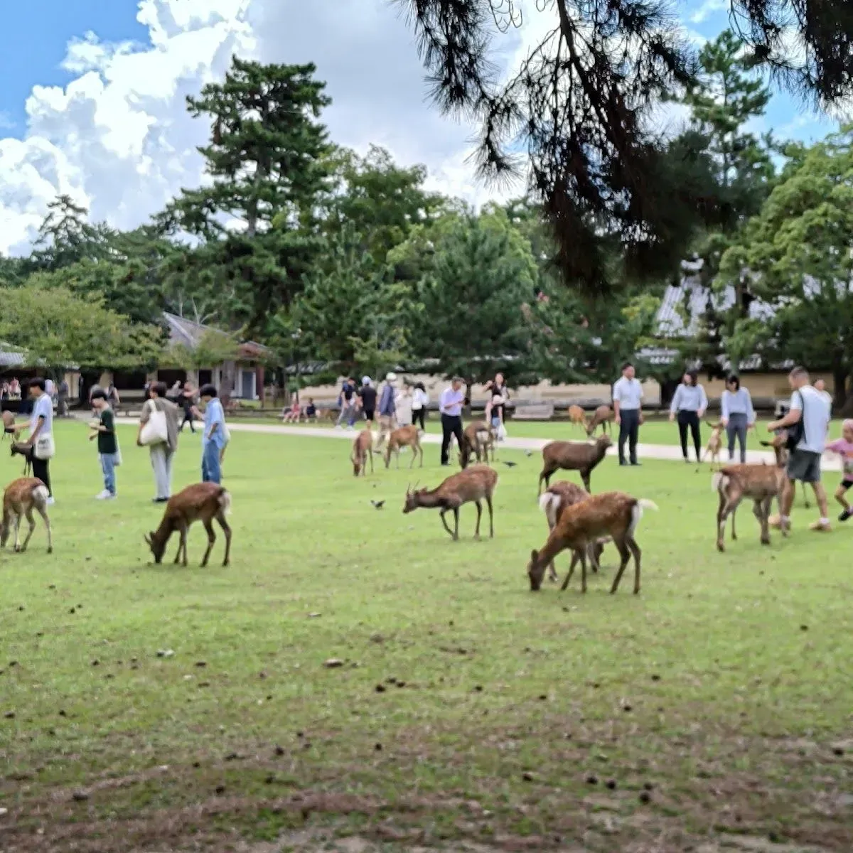奈良公園 石碑 4