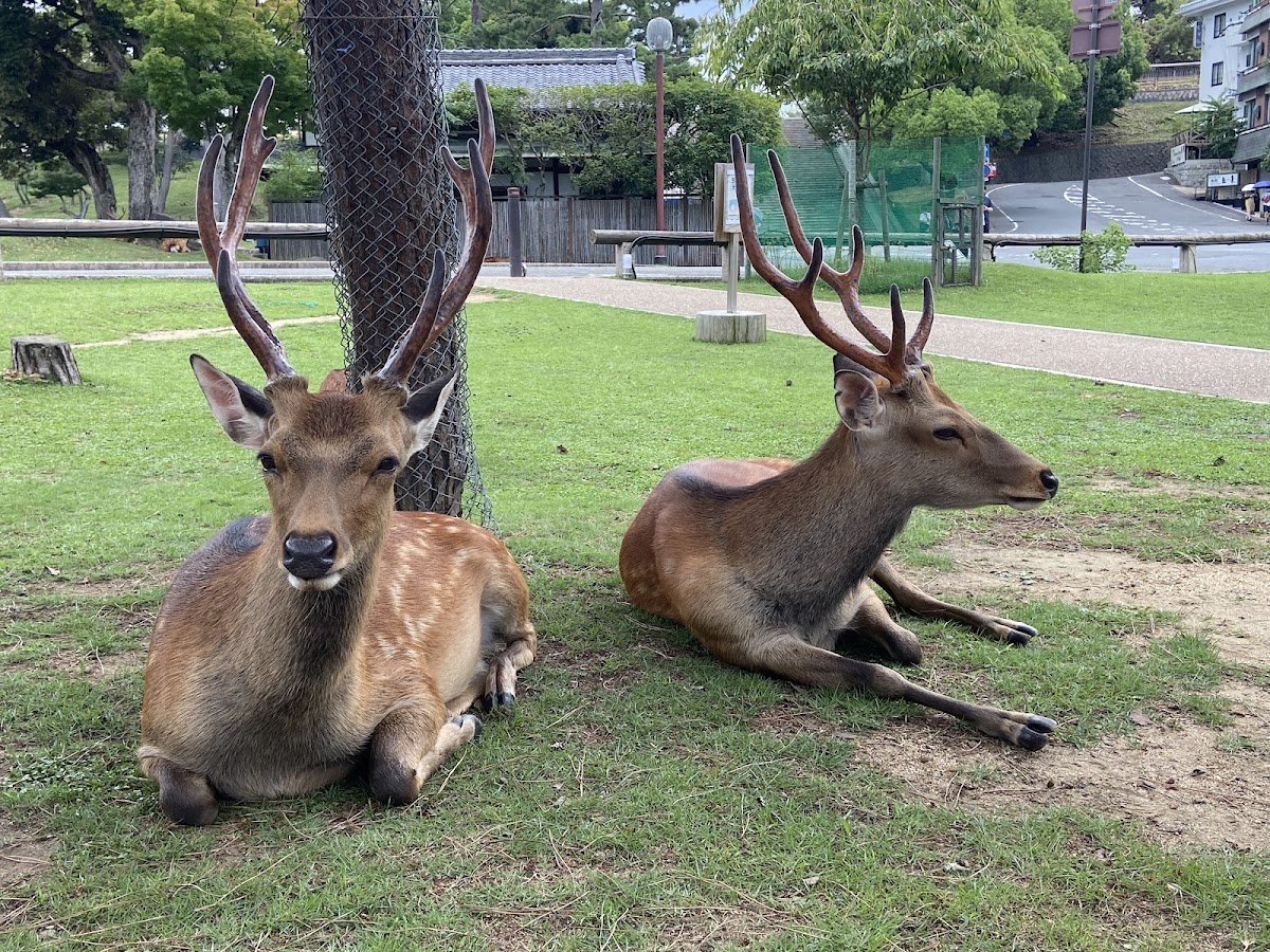 Sarusawa-Ike Pond Park 4