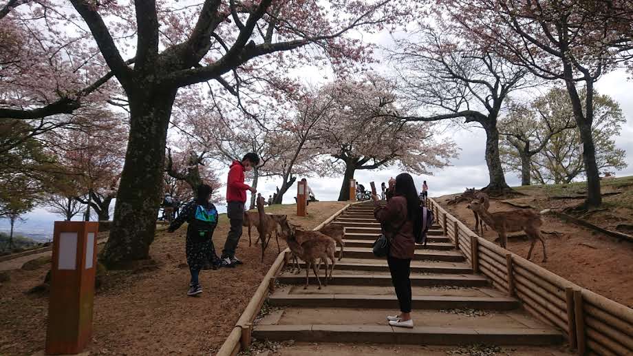 Japan Tour Adventure in Nara 3