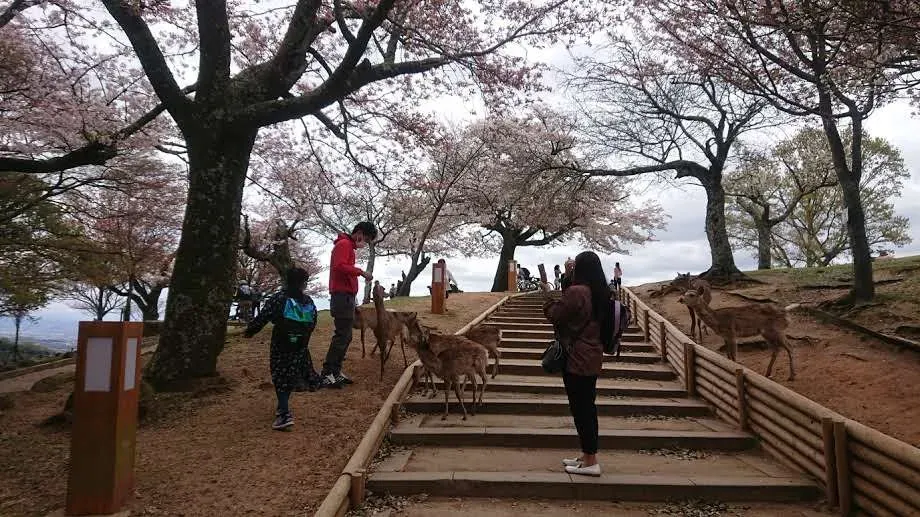Japan Tour Adventure in Nara 3