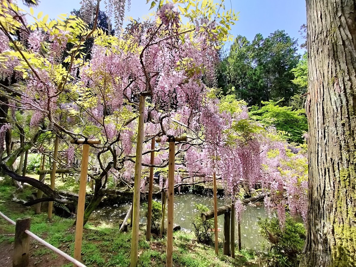 Manyo Botanical Gardens 2