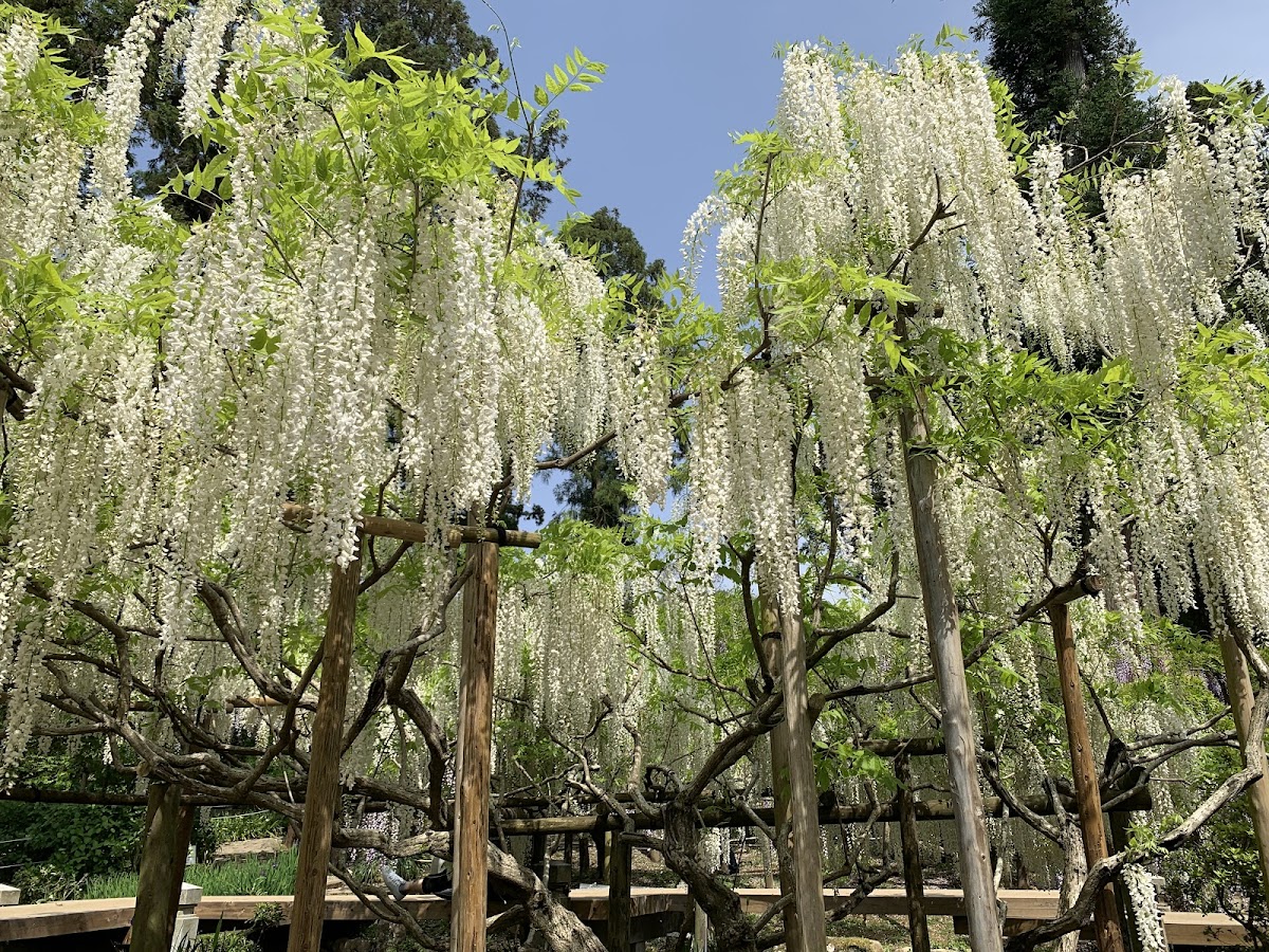 Manyo Botanical Gardens 4