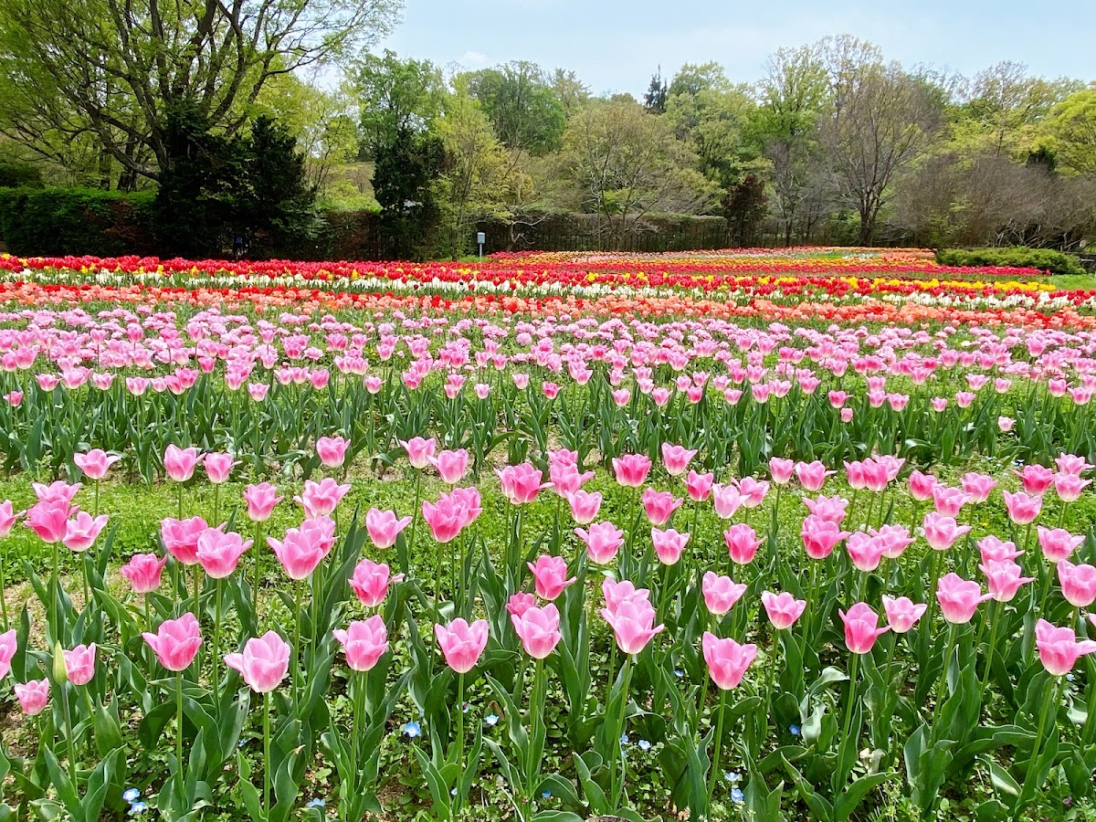 Umami-kyūryō Park 3