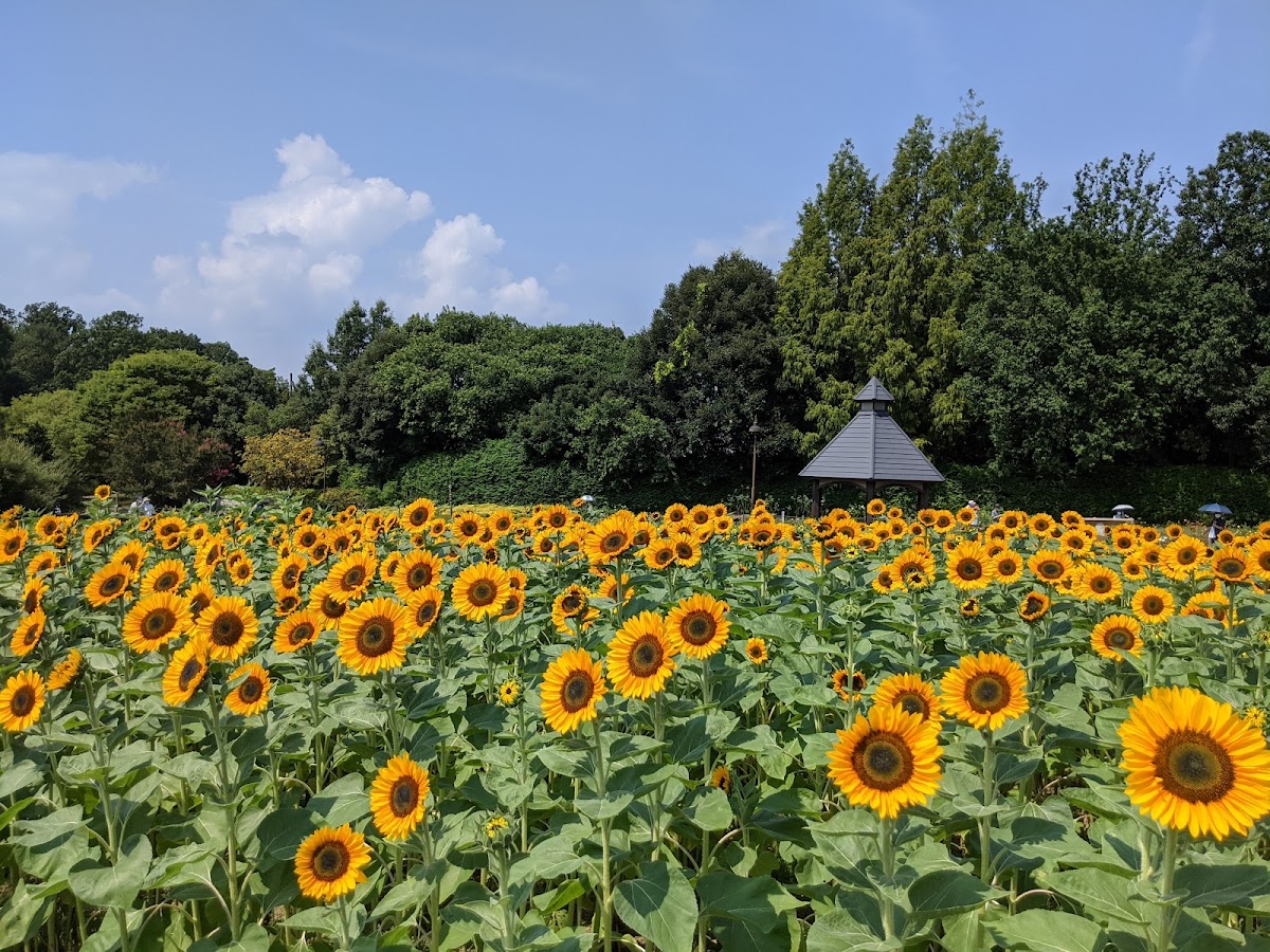 Umami-kyūryō Park 4