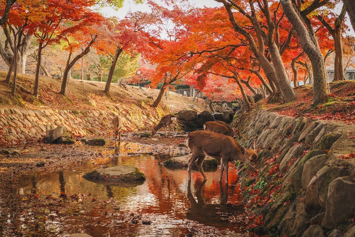 吉城川