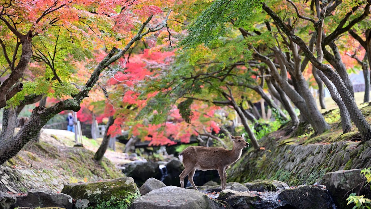 吉城川 2