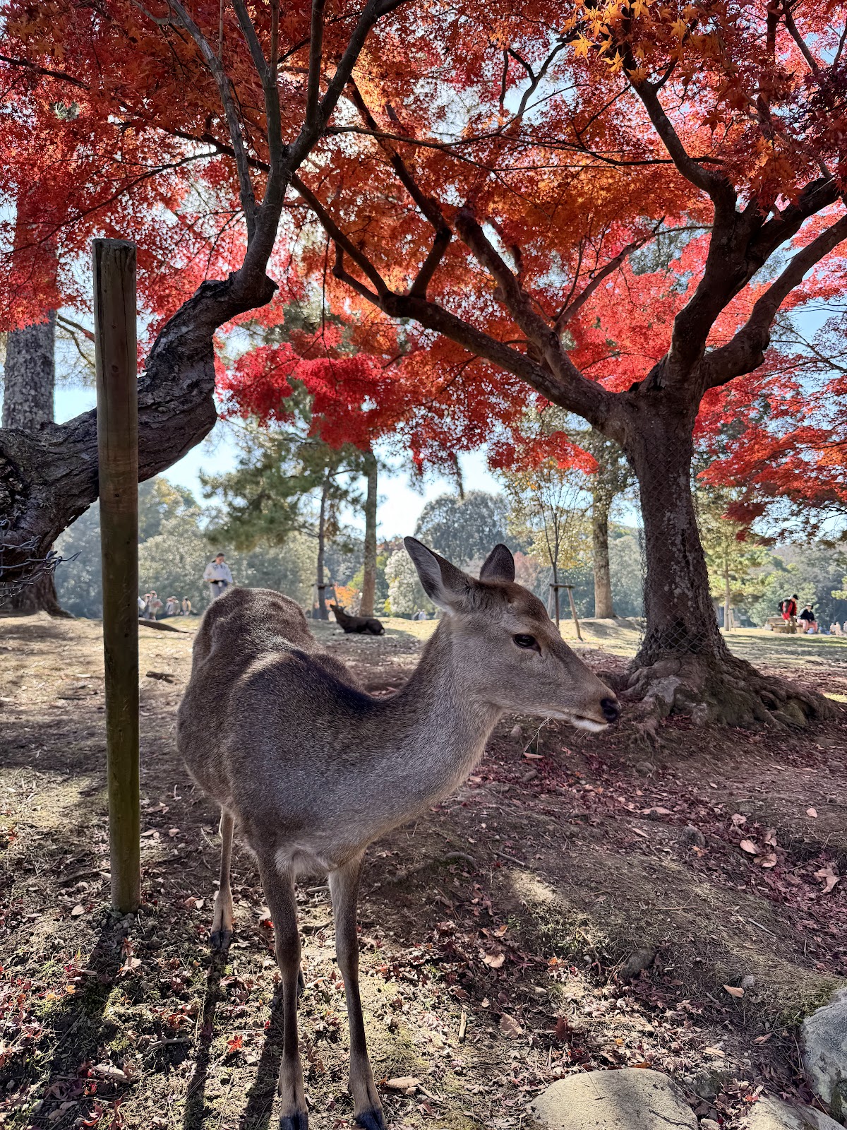 吉城川 4