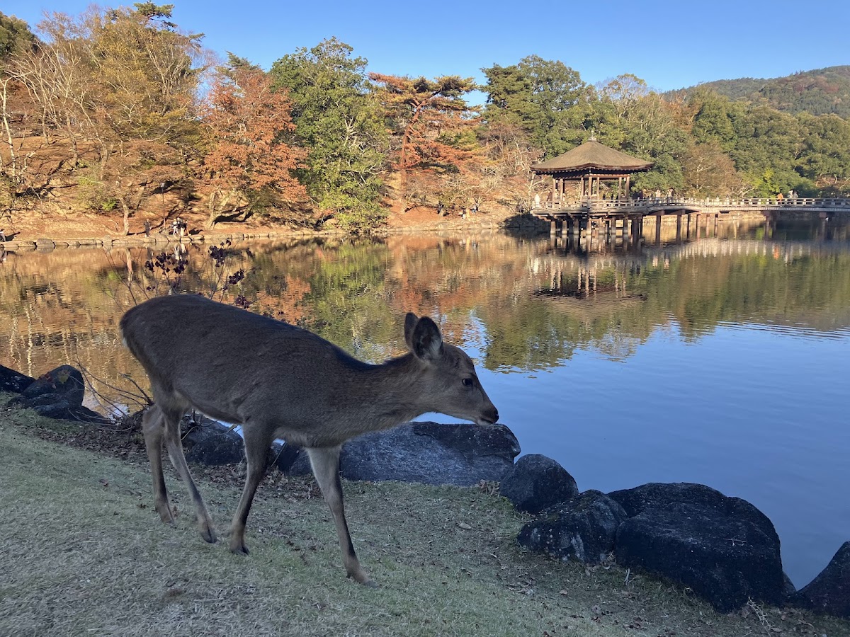 Nara Park 3