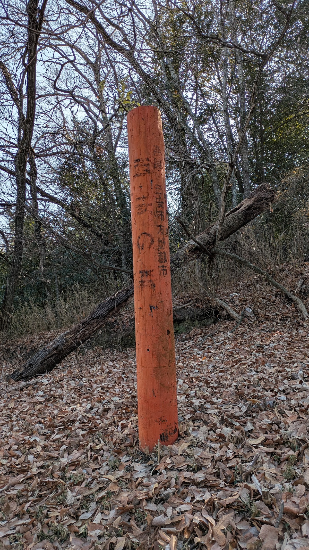 西安の森 2