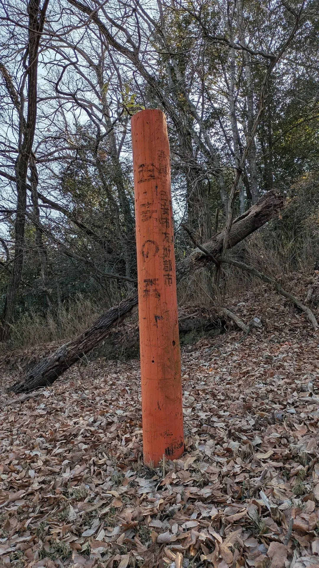 西安の森 2