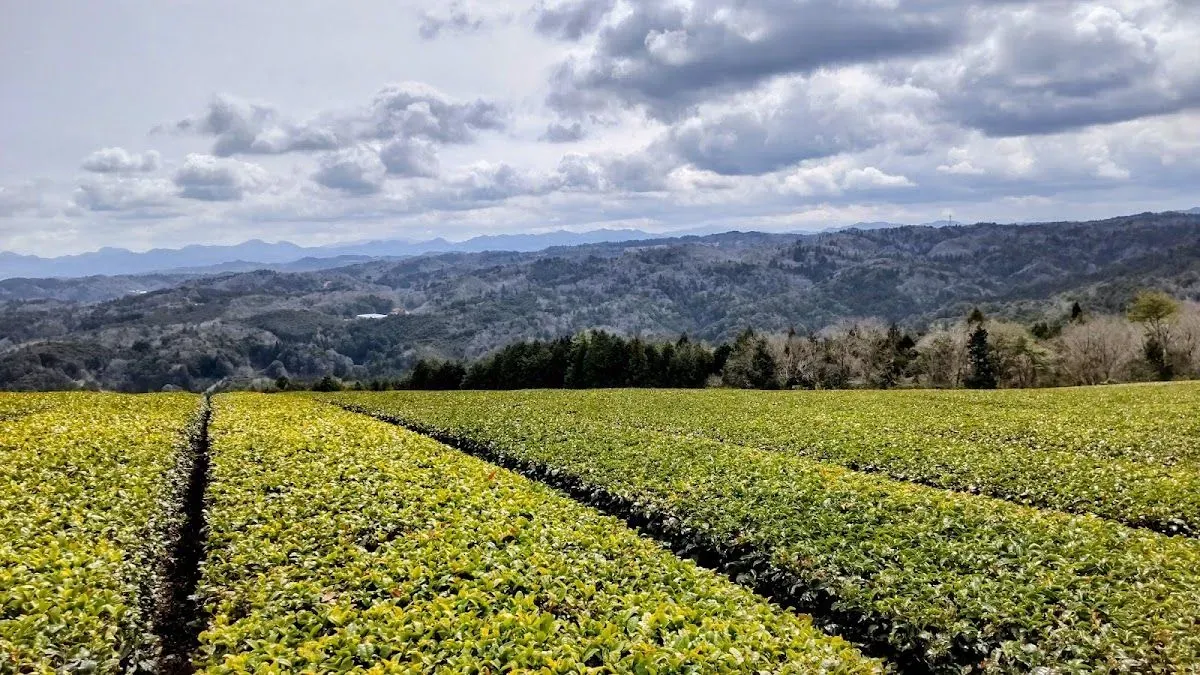 Prefectural Tsukigase-Konosan Natural Park 県立月ヶ瀬神野山自然公園 3