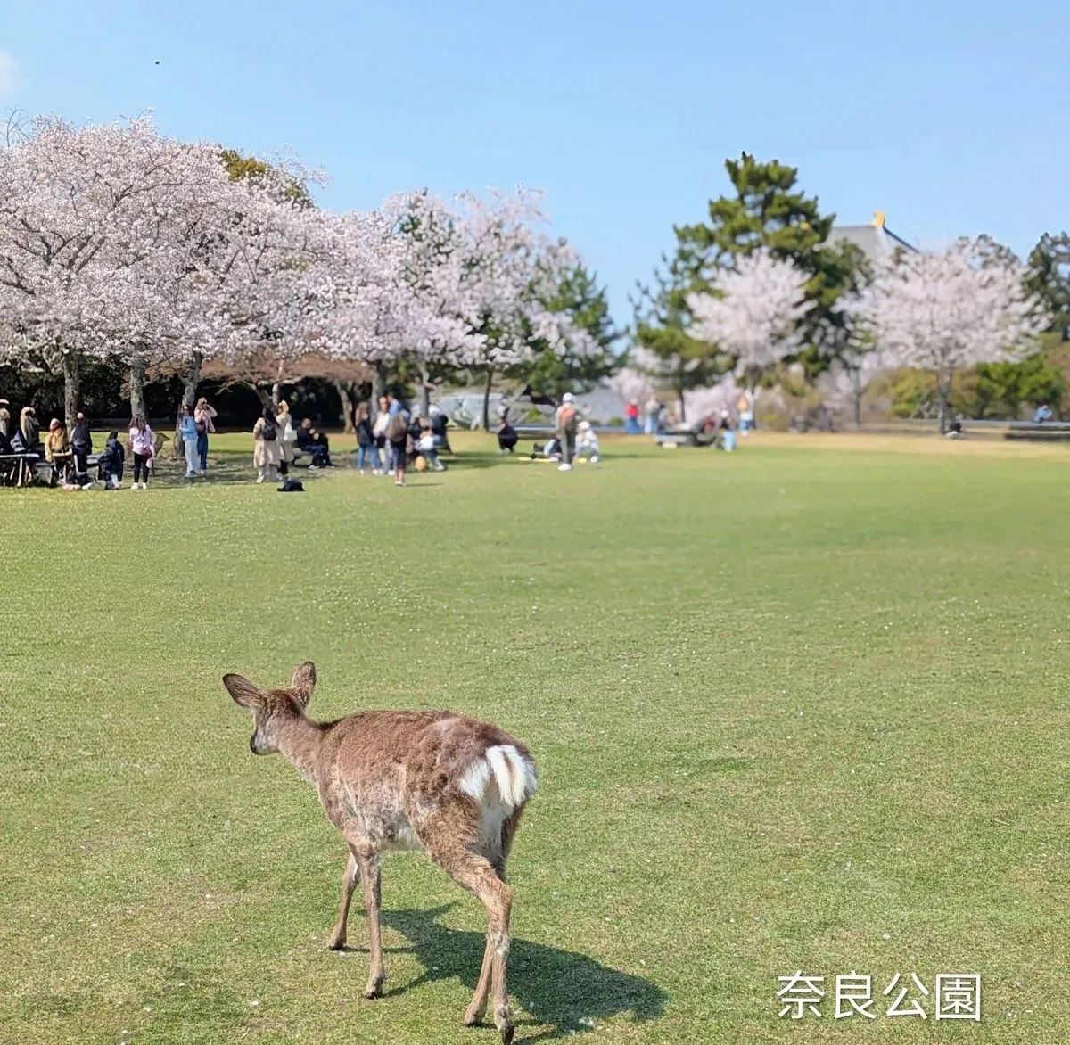 Kasuganoenchi 2
