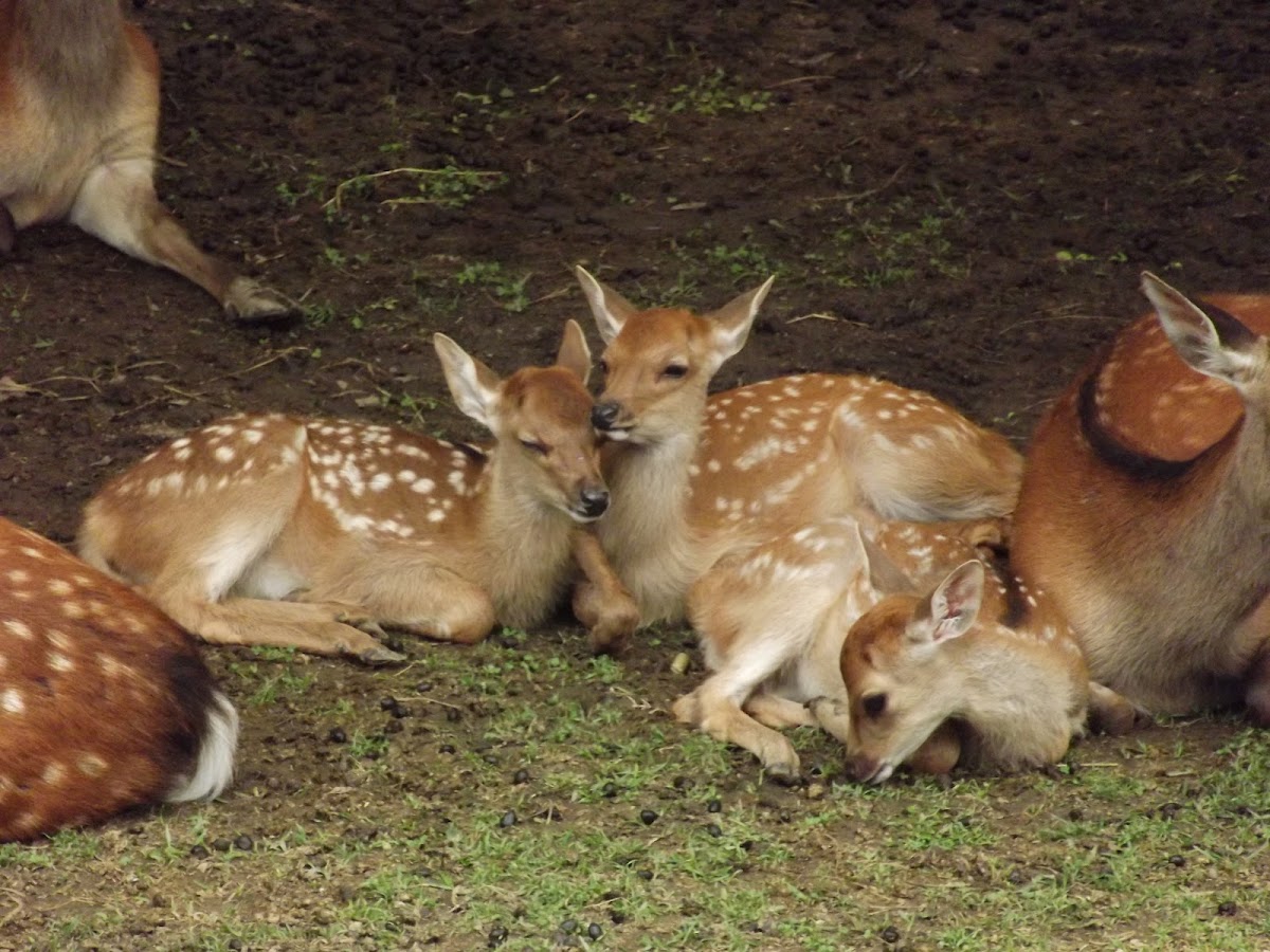 Deer Park