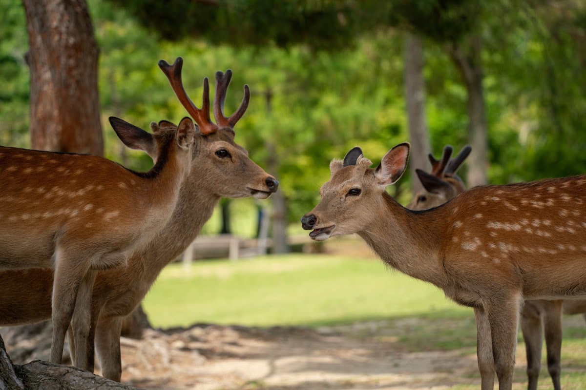Deer Park 3