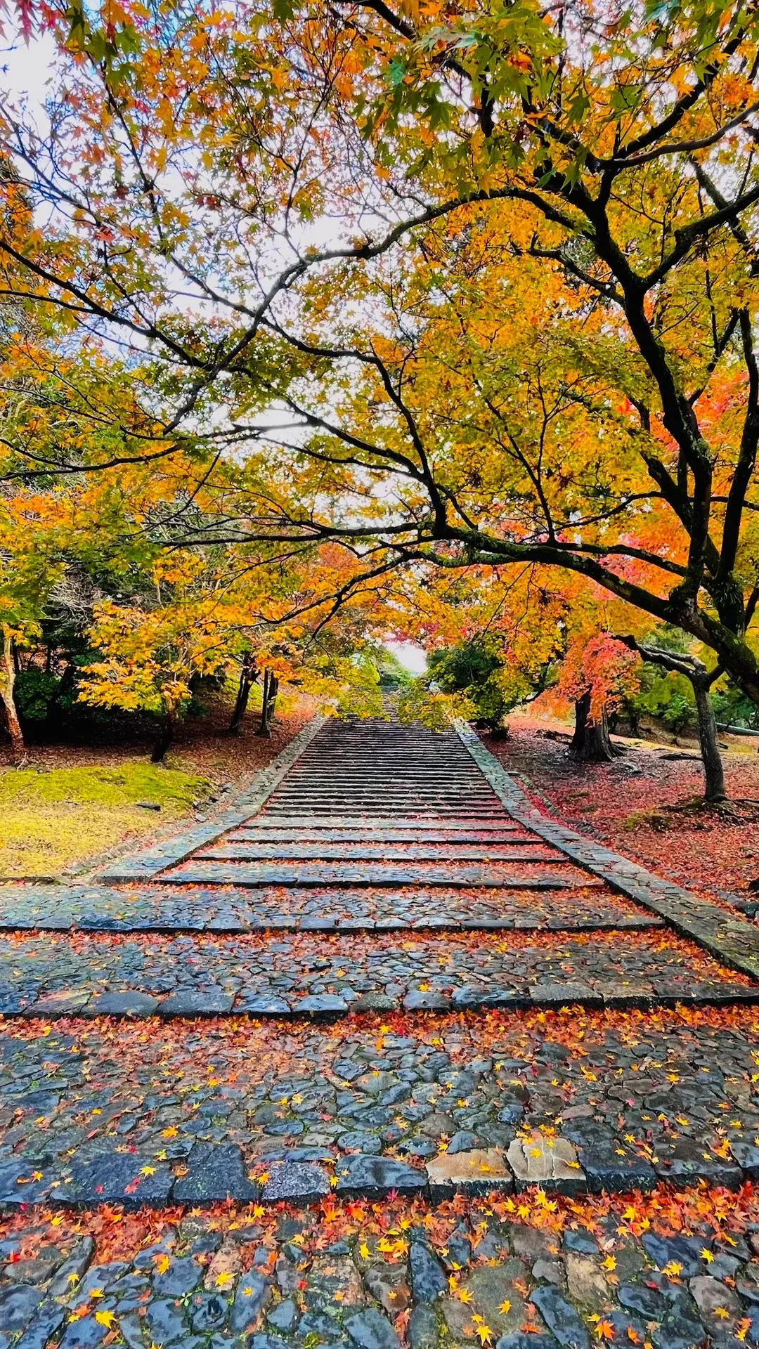 Nekodan (Cat Stairway) 2