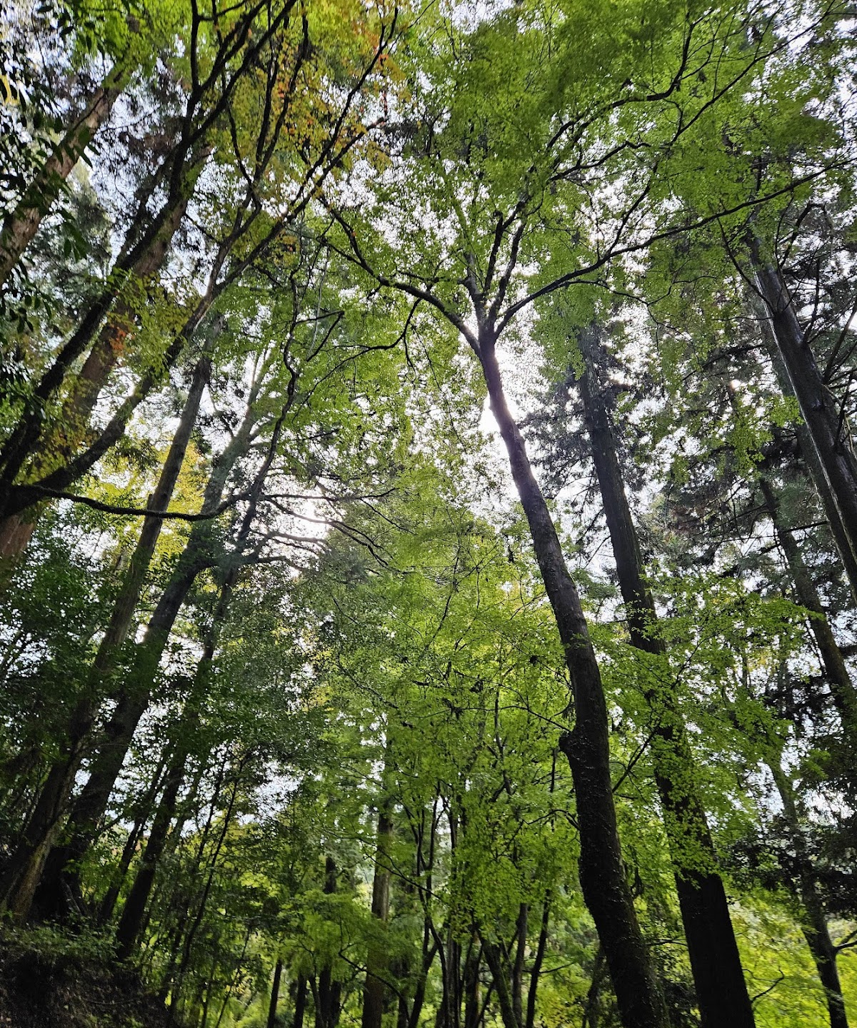 Mt. Kasuga Primeval Forest 2