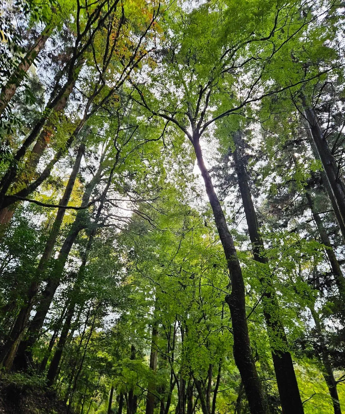 Mt. Kasuga Primeval Forest 2