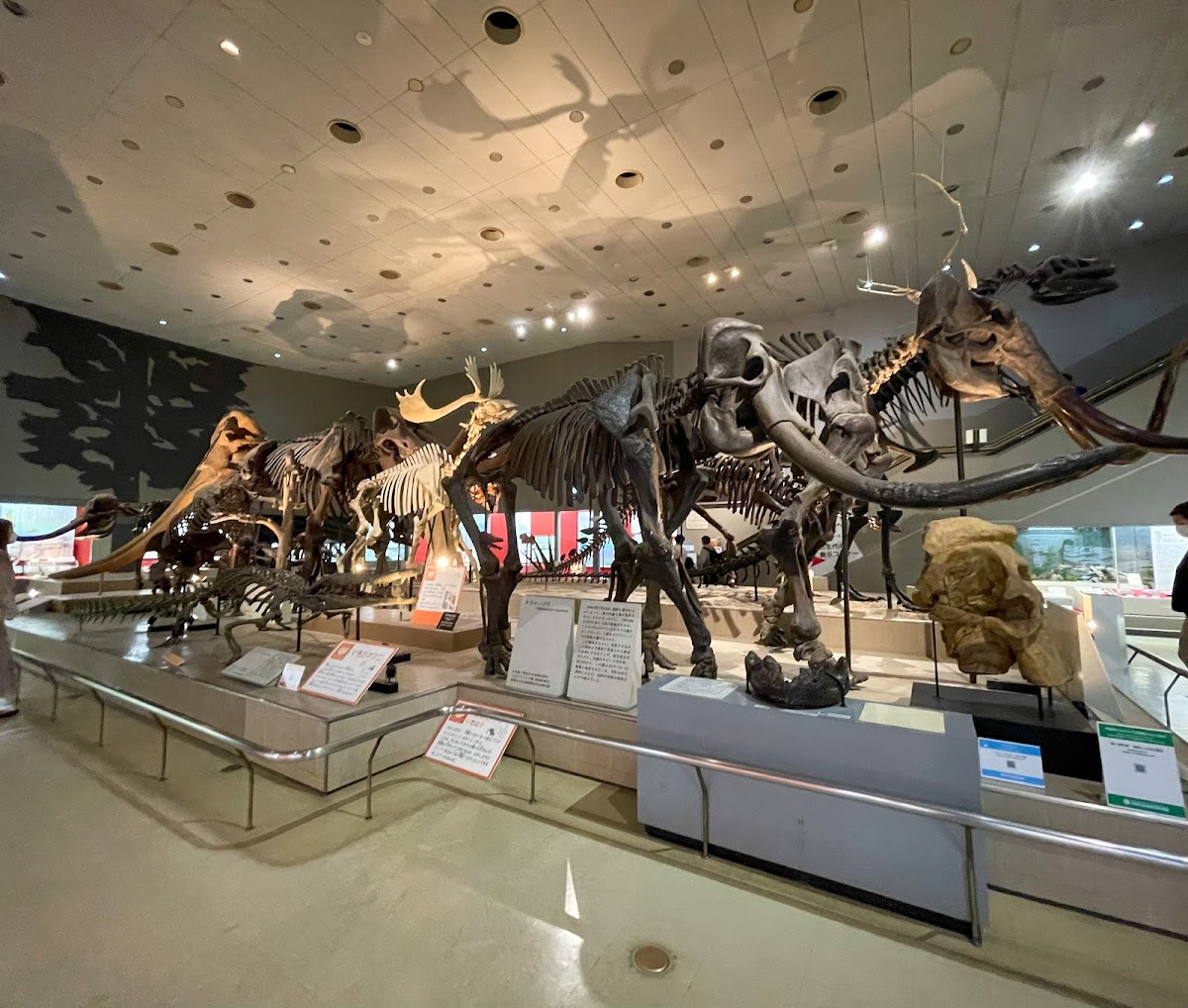 Osaka Museum of Natural History