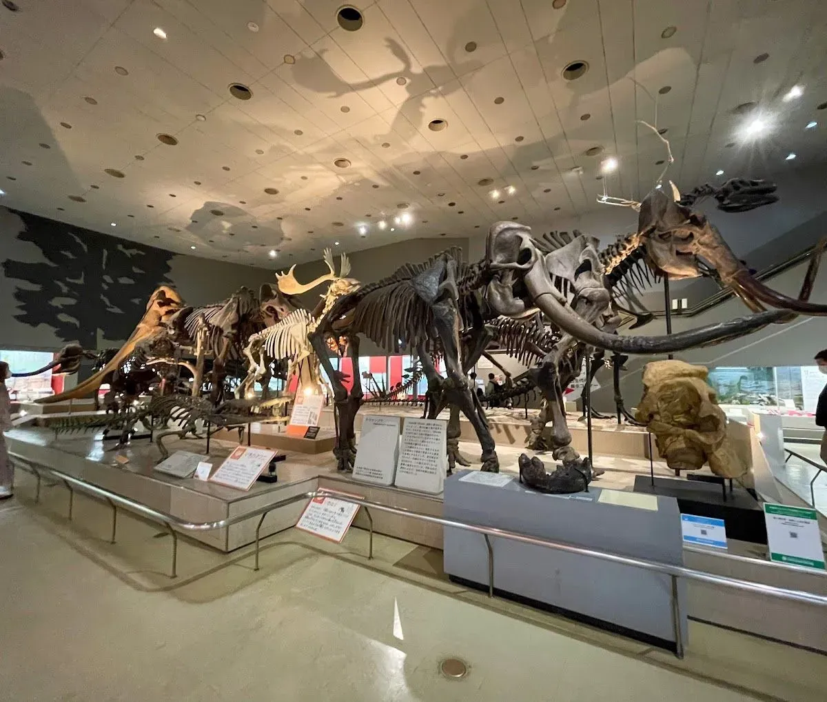 Osaka Museum of Natural History