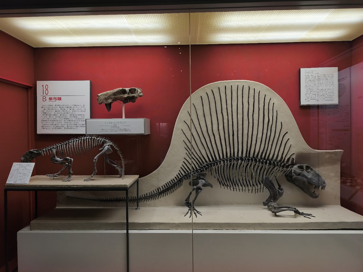 Osaka Museum of Natural History 4