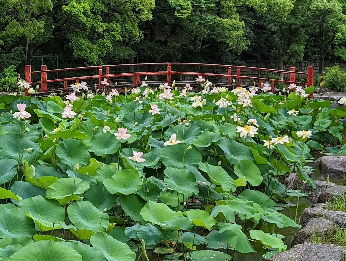 Kema Sakuranomiya Park 4