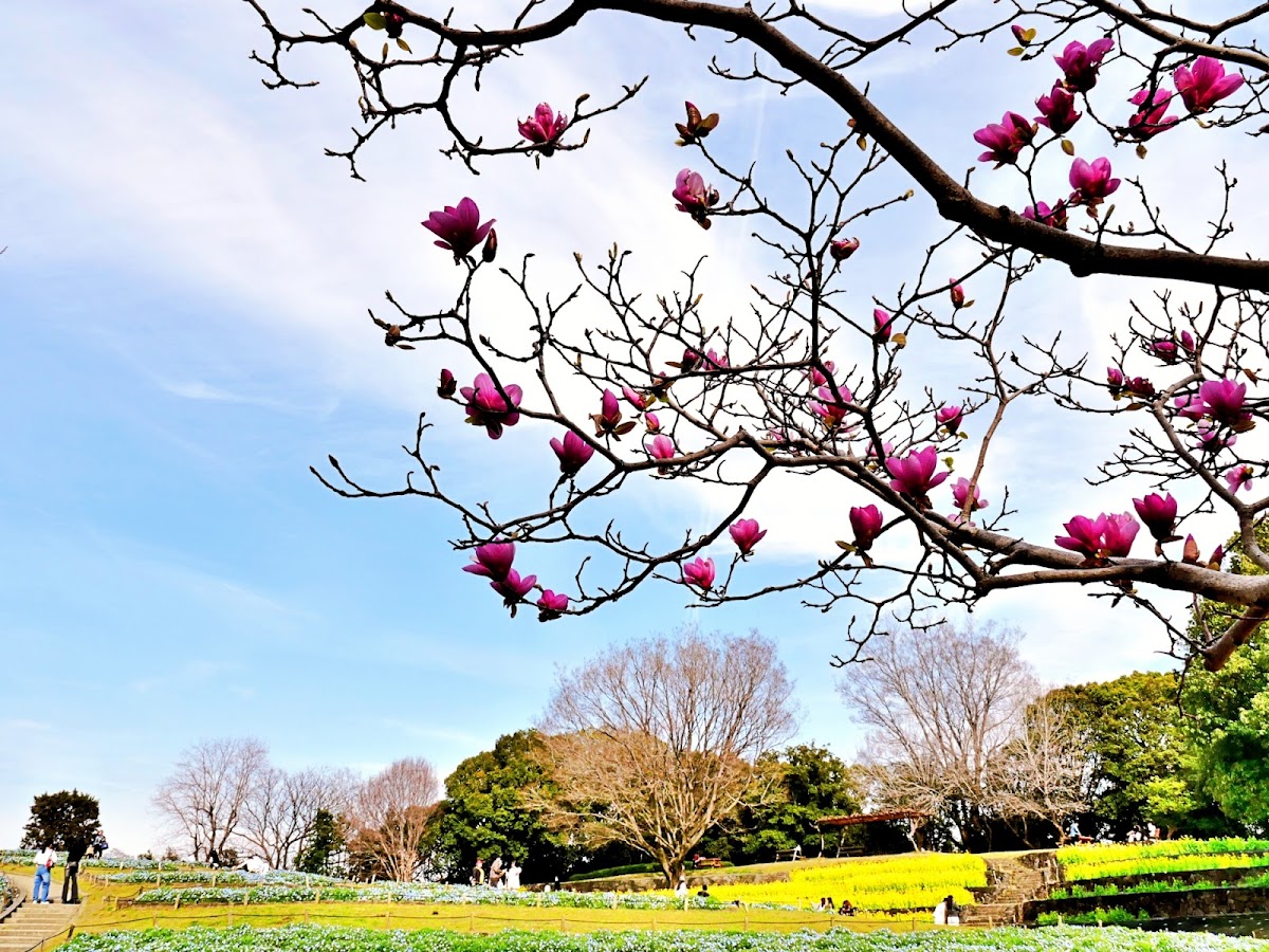 Tsurumi Ryokuchi Park 4