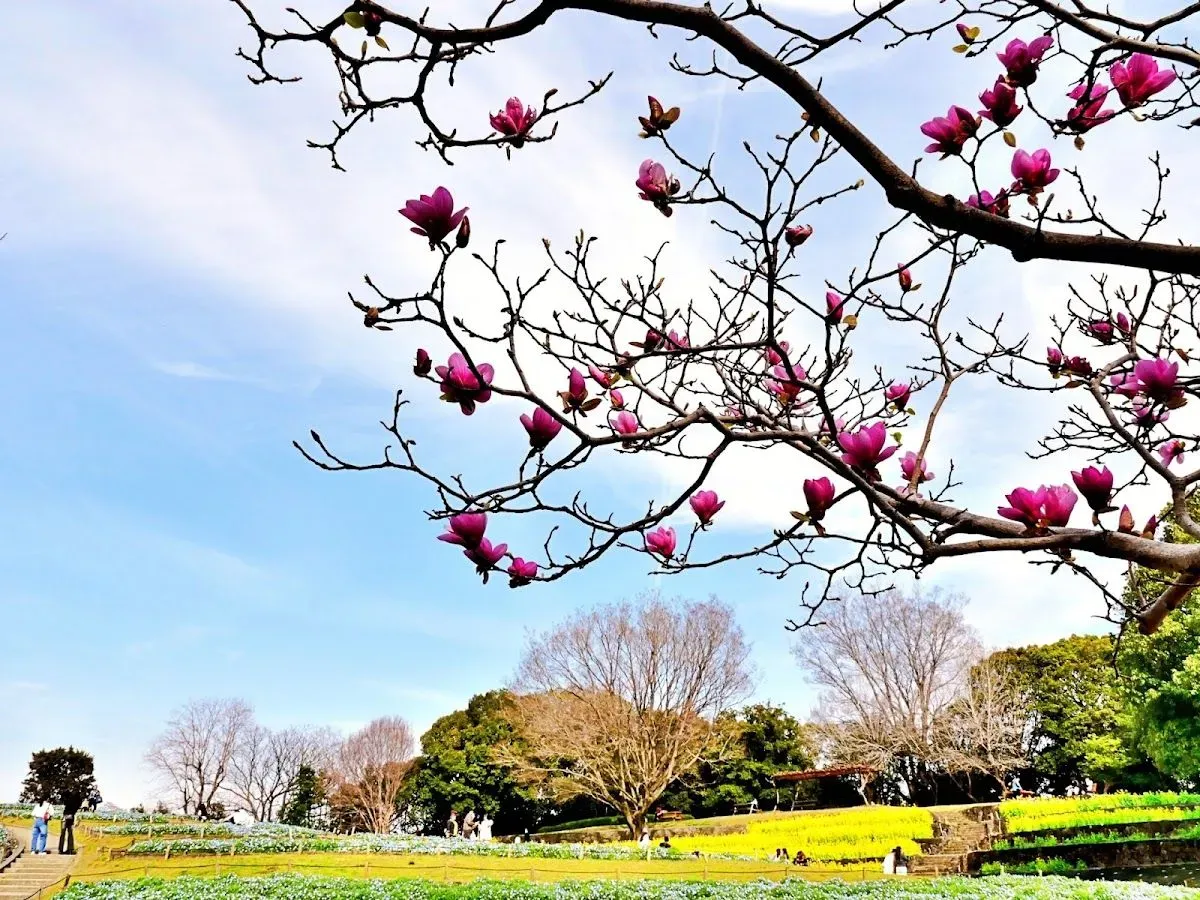 Tsurumi Ryokuchi Park 4