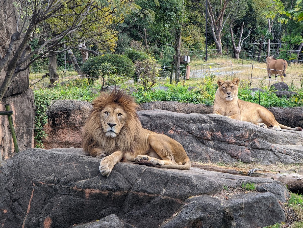 Tennoji Zoo 2