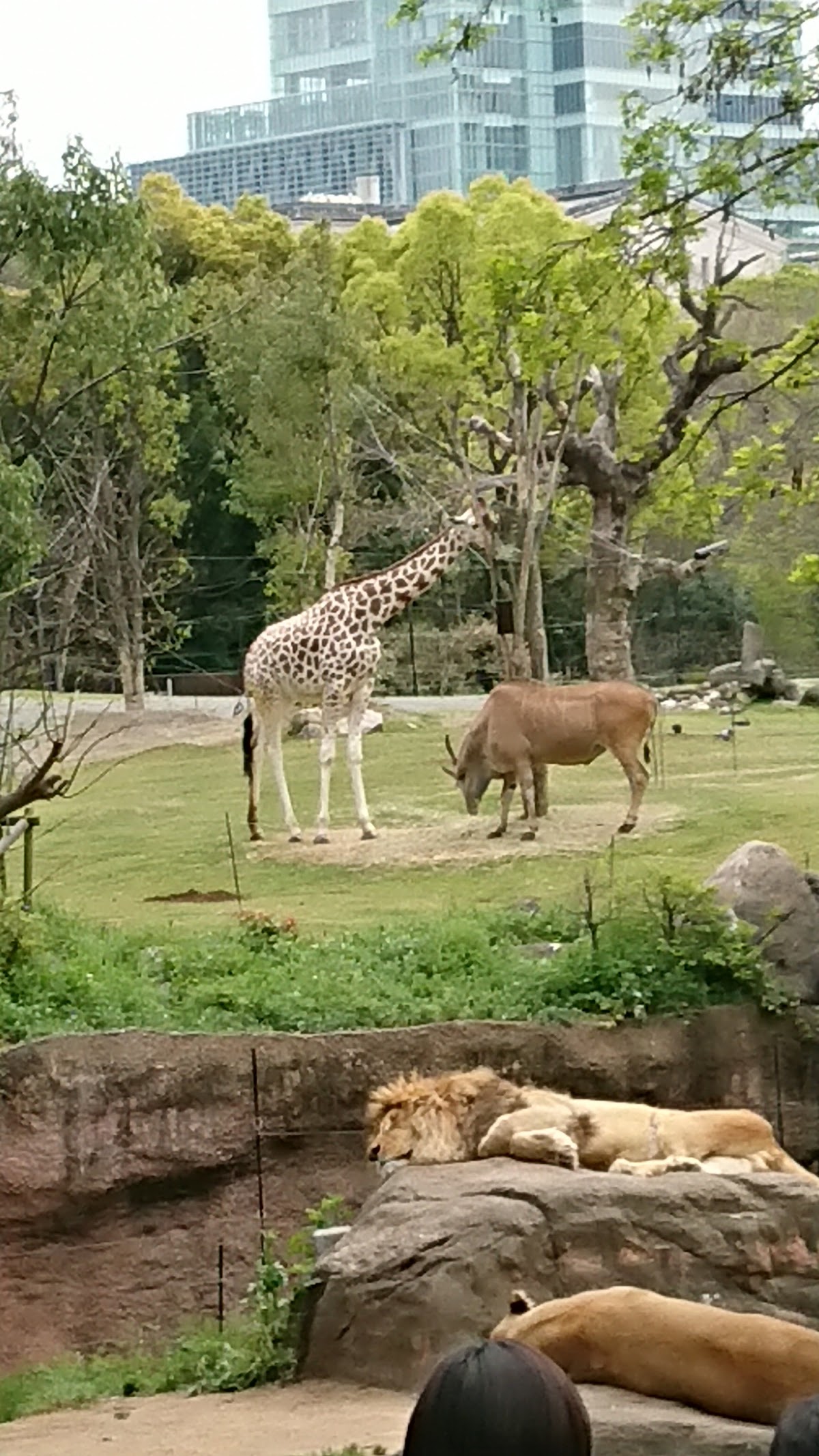 Tennoji Zoo 4