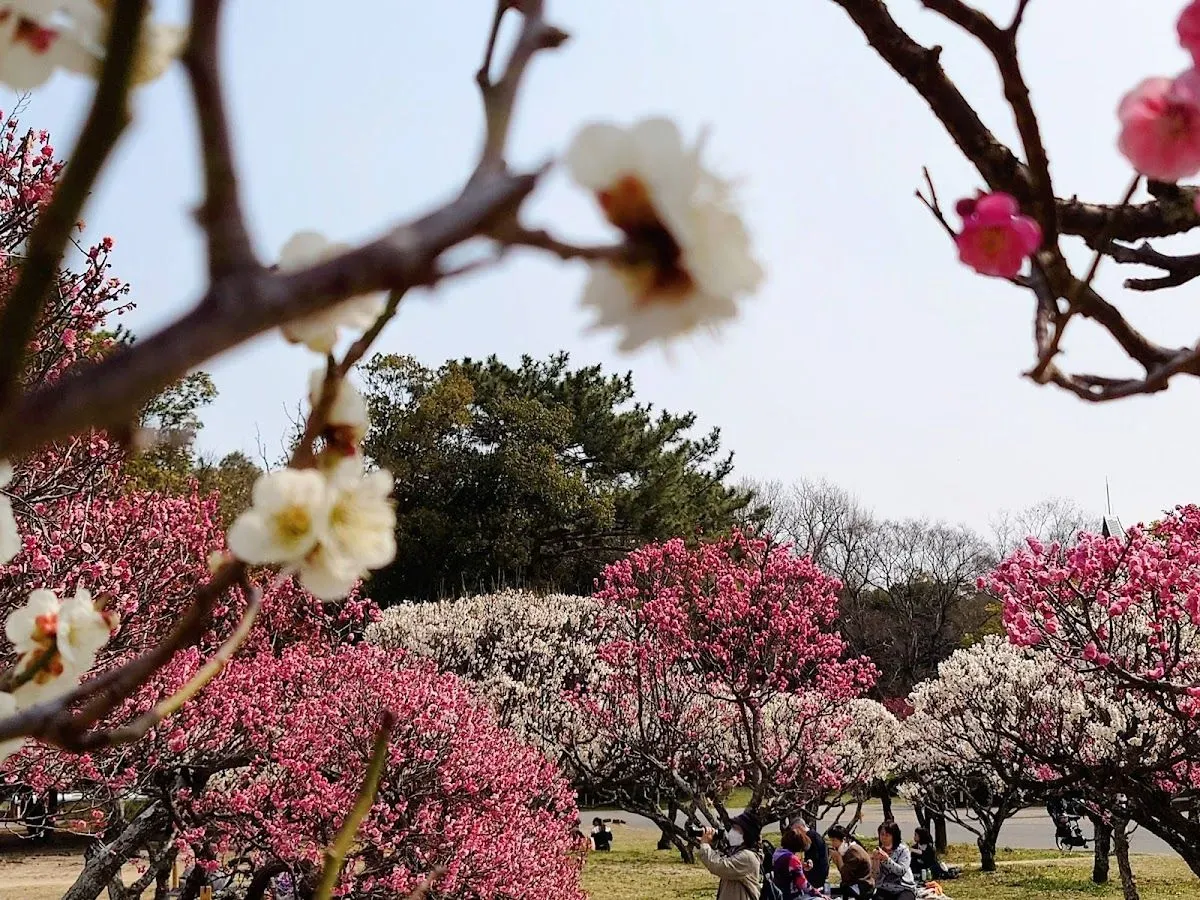 Hattori Ryokuchi Park 2
