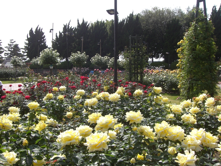 Hamadera Park