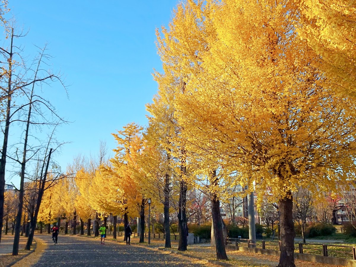 Forest of Memorial Trees 3