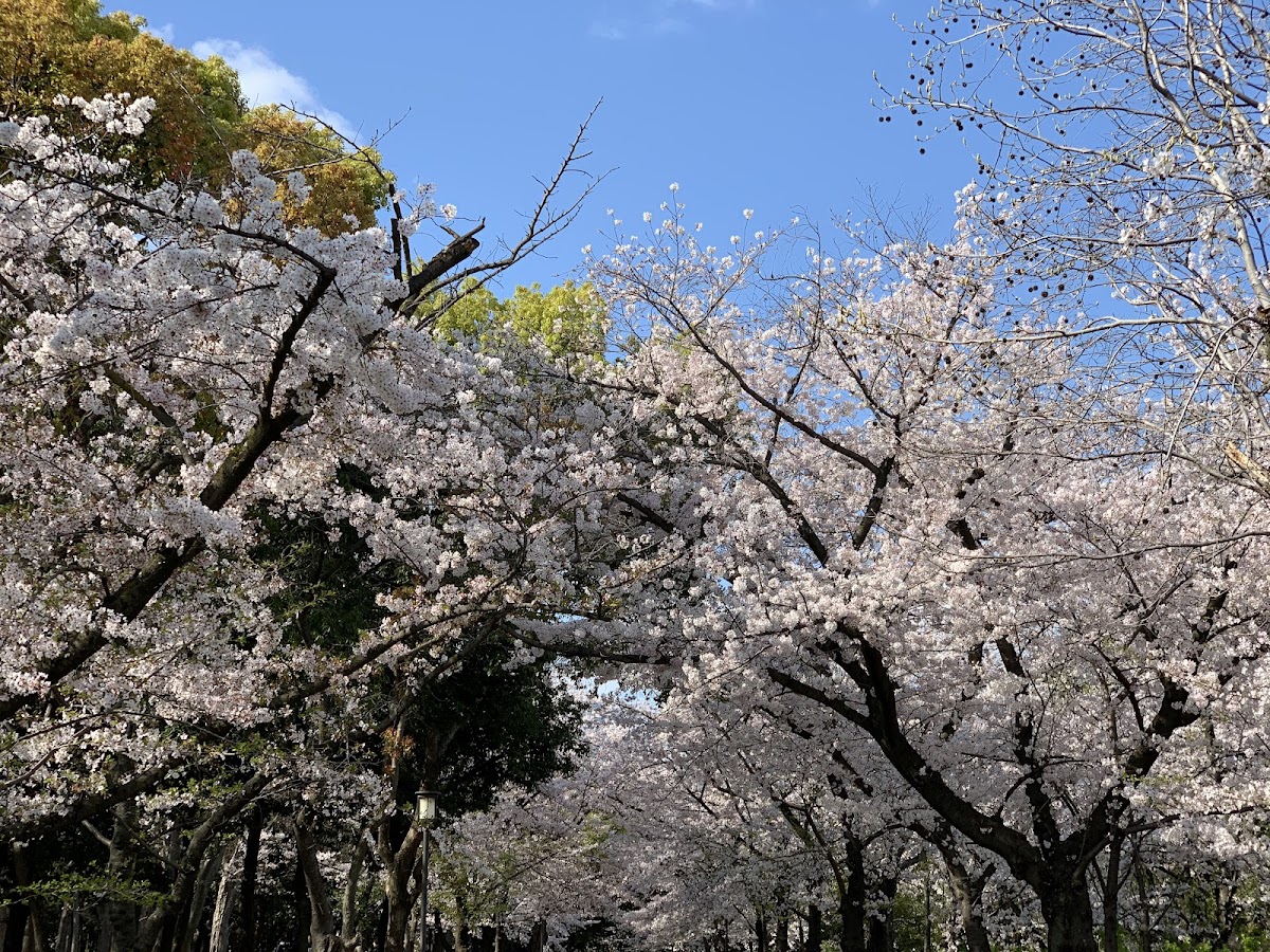 Forest of Memorial Trees 4