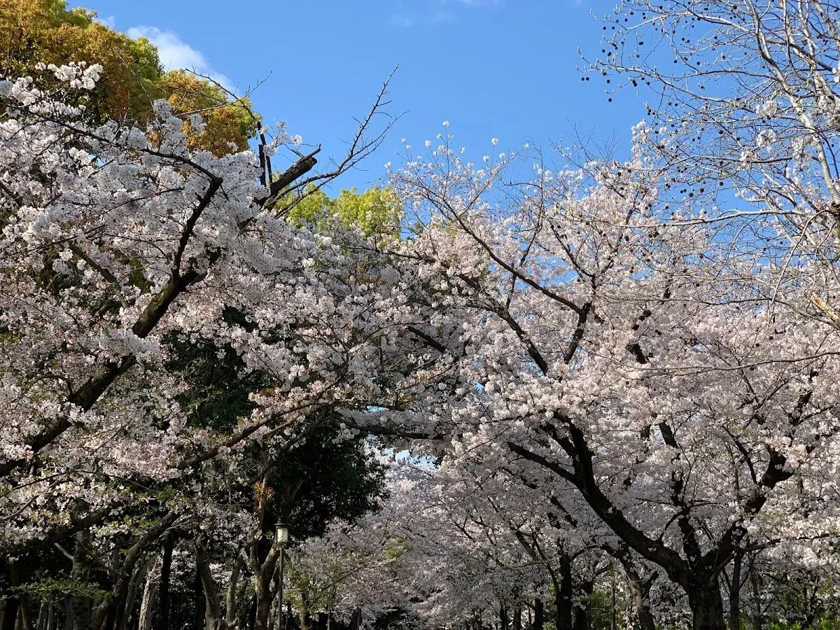 Forest of Memorial Trees 4