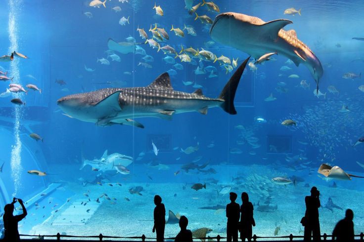 Osaka Aquarium Kaiyukan 2
