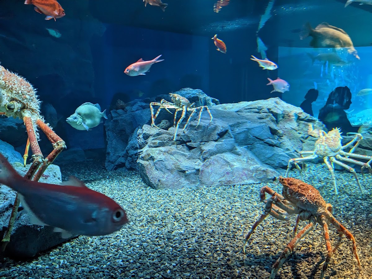 Osaka Aquarium Kaiyukan 3
