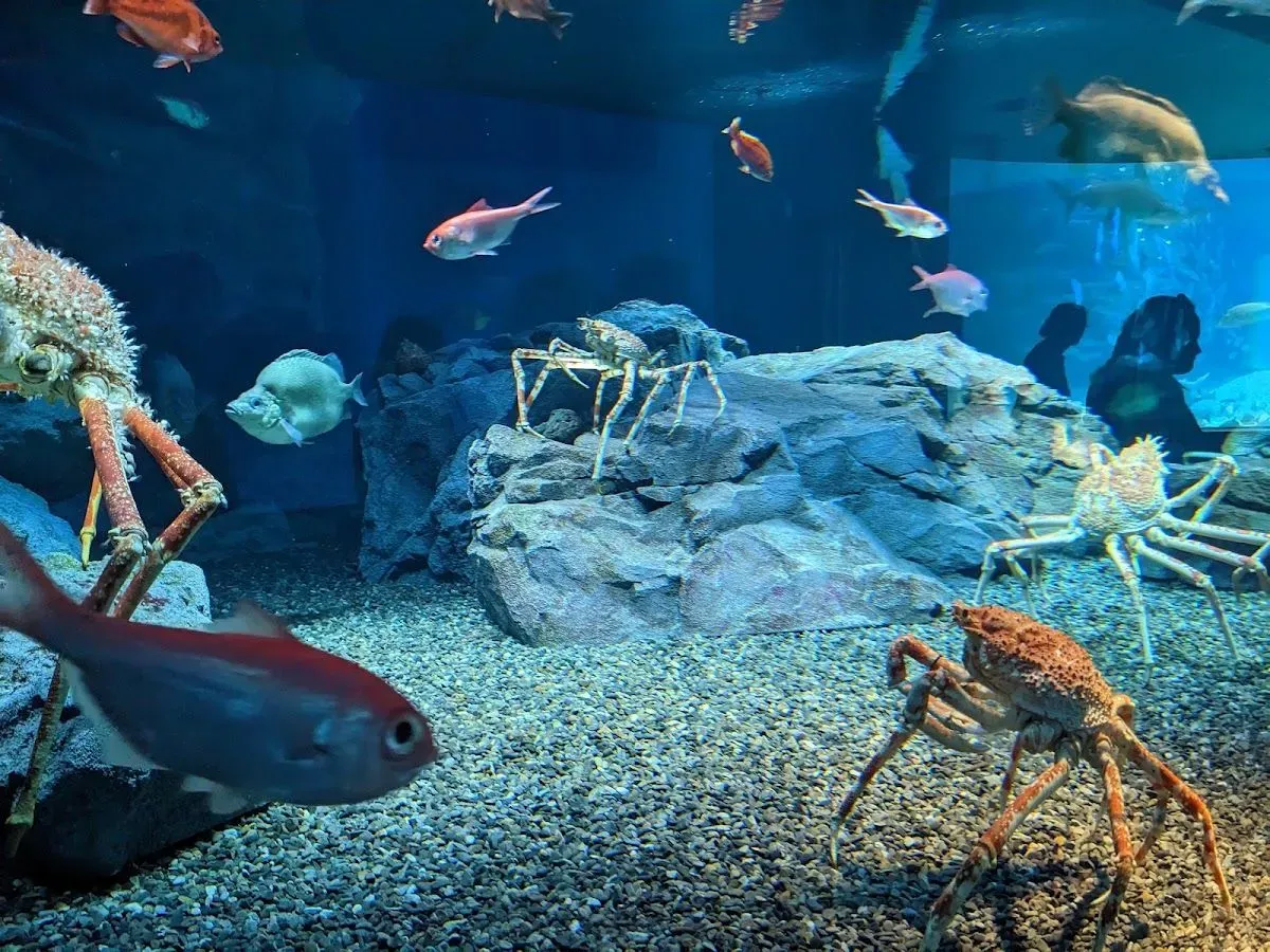 Osaka Aquarium Kaiyukan 3
