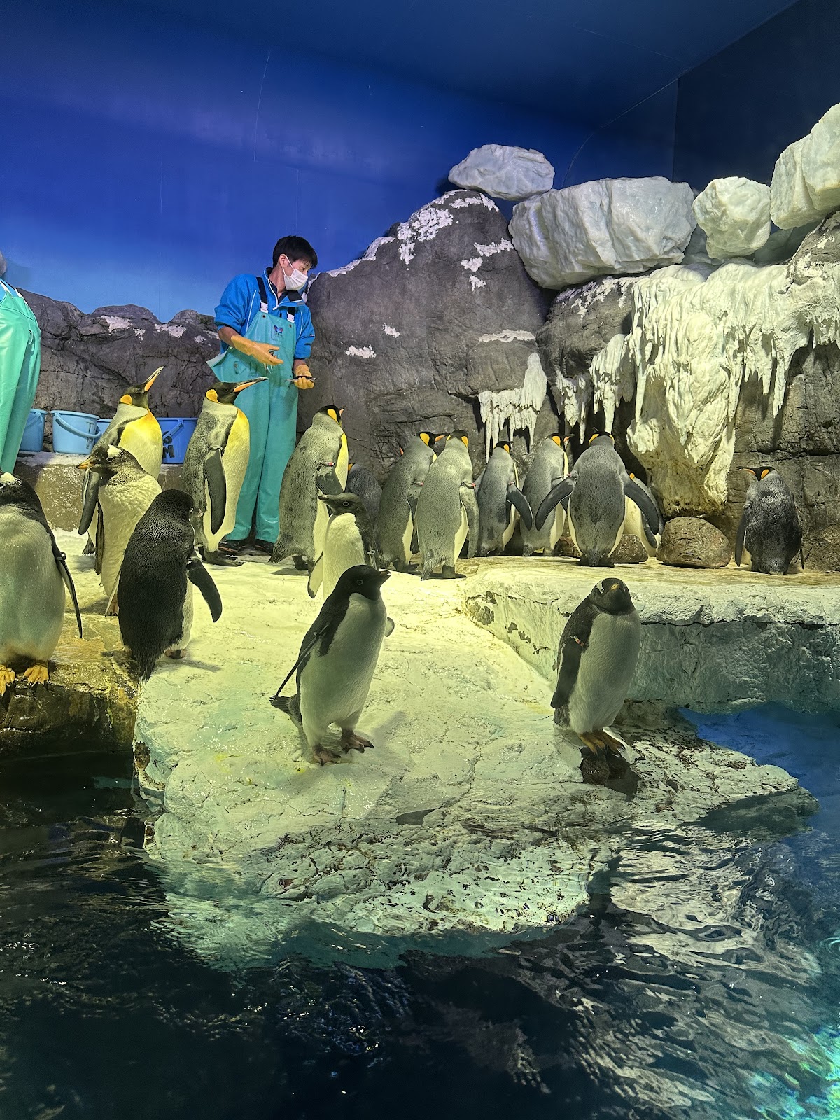 Osaka Aquarium Kaiyukan 4