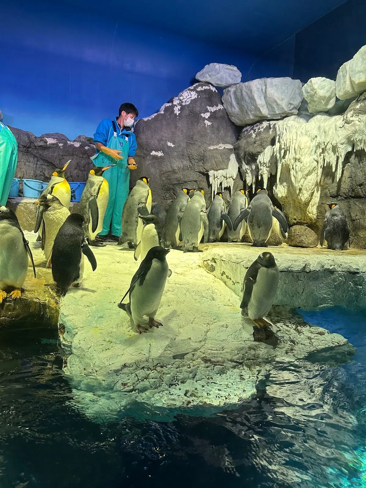Osaka Aquarium Kaiyukan 4